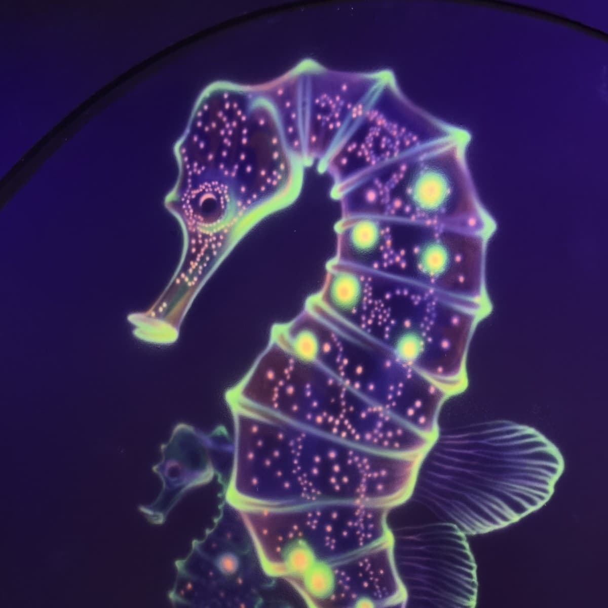 UV blacklight seahorses detail shot
