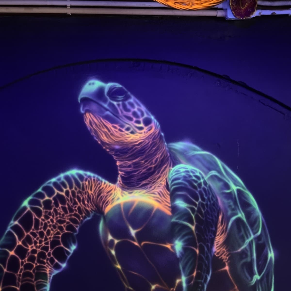 UV blacklight sea turtle alternate angle